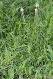 Image result for Kyllinga alba