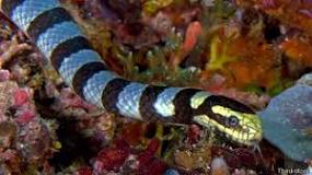 Resultado de imagen para serpiente del mar