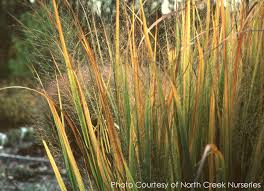 Image result for Panicum comorense