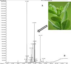 Image result for Sphaeranthus africanus