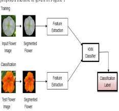 Classification of flowers based on their growth cycle. Texture Features And Knn In Classification Of Flower Images Semantic Scholar