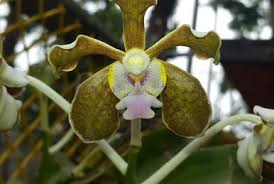 Image result for Vanilla polylepis