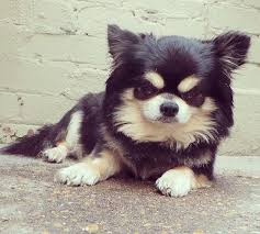 Find chihuahua puppies and breeders in your area and helpful chihuahua information. Long Haired Tri Coloured Chihuahua For Stud Hartlepool County Durham Pets4homes