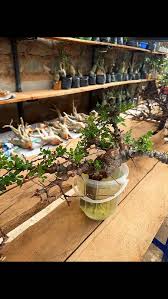 Image result for Commiphora angolensis