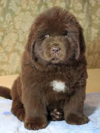 Find newfoundland puppies for sale and dogs for adoption. Newgraden S Brown Edition For Dotingcove Profile At Uk Newfoundlands Info