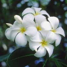 How To Propagate A Madagascar Palm Ehow Plumeria Tree Plumeria Plumeria Flowers