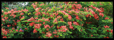 Image result for Bauhinia galpinii