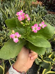 Image result for Kalanchoe