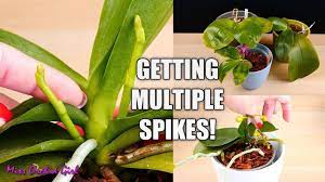 Phalaenopsis Orchids How I Get Multiple Flower Spikes Youtube Flower Spike Phalaenopsis Orchid Orchid Fertilizer