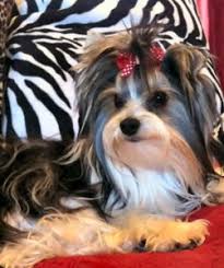 These are breeders in holland, texas, raise yorkies that come in a variety of coat colors, including traditional, midnight black, parti, chocolate, merle, sable, golden and blonde. Home Foster S Tiny Yorkies