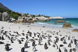 76 kostenlose fotos zum thema cape penguin. Pinguine Sudafrika Kapstadt Strand Ozean Pikist
