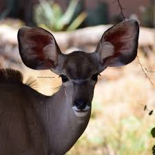 Image result for Crassocephalum montuosum