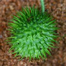 Image result for Cucumis engleri