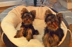 Tiny teacup yorkies, teacup pomeranians, toy poodles, maltese. Quality Akc Yorkshire Terrier Pups For Sale