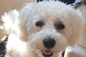 Leeds pet owners share adorable pictures of their furry friends in lockdown