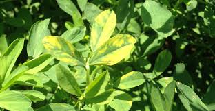 Image result for Alfalfa mosaic virus