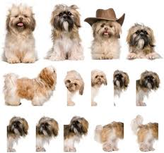 10,882 free images of cute dog. Cute Baby Dog Free Stock Photos Download 2 969 Free Stock Photos For Commercial Use Format Hd High Resolution Jpg Images