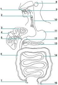 There is an unlabeled diagram in the end of the article for readers to practice labeling. Print Ready Worksheet Picture Of The Organs And Accessory Structures Of The Digestive S Human Digestive System Digestive System Diagram Body Systems Worksheets