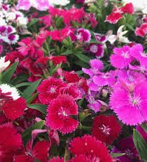 Get free shipping on qualified red, full sun perennials or buy online pick up in store today in the outdoors department. 15 Full Sun Perennials For Your Garden Natalie Linda