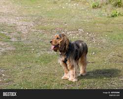Check spelling or type a new query. Eight Month Old Sable Image Photo Free Trial Bigstock
