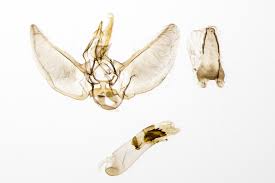 Image result for Eupithecia subumbrata