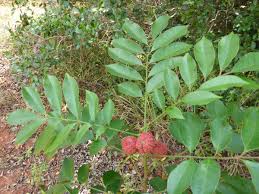 Image result for Pseudobersama