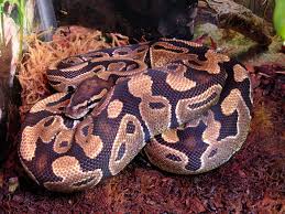 Maybe you would like to learn more about one of these? Ball Python Enclosures Custom Built Cages Custom Cages