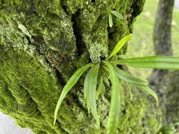 Image result for Lepisorus