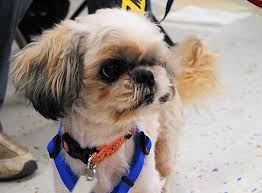 If you are unable to find your shih tzu puppy in our puppy for sale or dog for sale sections, please consider looking thru thousands of shih tzu dogs for adoption. Lansing Mi Shih Tzu Meet Pebbles A Pet For Adoption