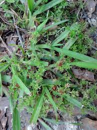 Weed killers can help get rid of weeds and unwanted grasses in your yard. Ouch What Is That Weed In My Lawn Tattnall County Extension