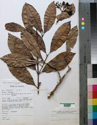 Image result for Rytigynia ruwenzoriensis