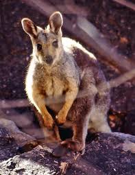 N (pl wallabies or wallaby) ualabi m. Ualabi Rupestre De Peus Negres Viquipedia L Enciclopedia Lliure