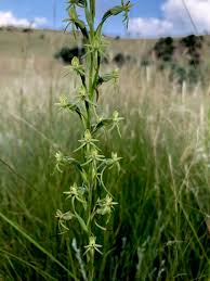 Image result for Habenaria filicornis