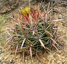 Warren & virginia buckner trophy. 13 Succulents That Are Native To San Diego Ca Install It Direct