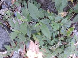 Image result for Tragia prostrata