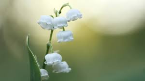 Plant them on towels, tote bags, and table linens for a fresh and stylish look. Lily Of The Valley Pure White Wind Chimes Hanging On Stems Cgtn