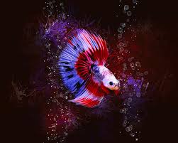 Halfmoon offer 100 bettas only 300$ cost shipment to transhipper each location $200 total $500. White Red Blue Halfmoon Betta Fish Portrait Digital Art By Scott Wallace Digital Designs