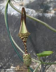 Bird Of Paradise Meaning In Marathi Ceropegia Ballyana Weird Plants Strange Flowers Rare Plants