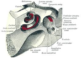 Image result for Cochlea