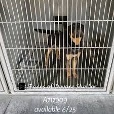 Facesofdevoreshelter On Instagram When We Met He Had Just Gotten To Devore It S Clear How Stressed He Is In This New En Dog Pounds Dog Adoption Rescue Dogs