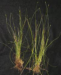 Image result for Carex leptosaccus