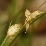 Image result for Abildgaardia