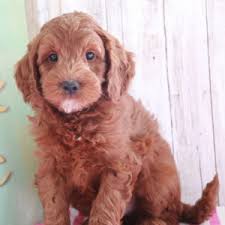 When our puppies leave our home, they are comfortable with being part of a family and adjust well to the everyday sounds of a busy household in addition to platinum goldendoodles raises top quality goldendoodles. Austin Goldendoodle Puppy 668676 Puppyspot