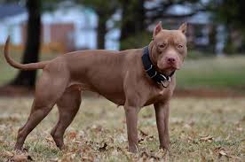 Pin On Xl Pitbull Bully