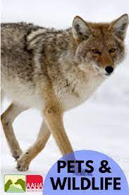Another reason for the motion detector light not turning off is cold weather. How To Scare Coyotes Off Your Property Arxiusarquitectura