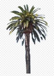 帕爾梅拉 (zh) pages in category palmeira. Palmeira Pngs Free Files In Danganronpa Palm Tree Hair Free Transparent Png Images Pngaaa Com