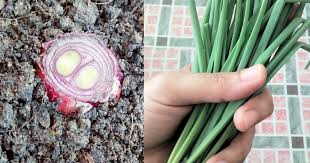 Cara menanam seledri, taruh ujung akar dalam mangkuk atau stoples kaca yang dangkal. Mudah Aje Nak Tanam Pokok Daun Bawang Confirm Jadi Keluarga