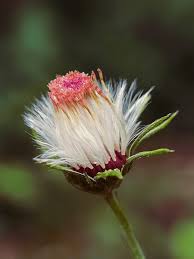 Image result for Crassocephalum radiatum