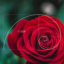 Includes description of fibbinocci sequences. The Golden Ratio What It Is And How To Use It In Design
