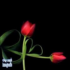 خلفيات ورد للكمبيوتر خلفيات سوداء ورود التيوليب لاب توب 2015 roses wallpapers www imagesfb com670 670bus imagenes de tulipanes flores tulipanes tulipanes